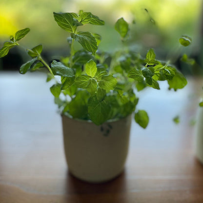 Macetero Para Hierbas BoHo7#Blanco