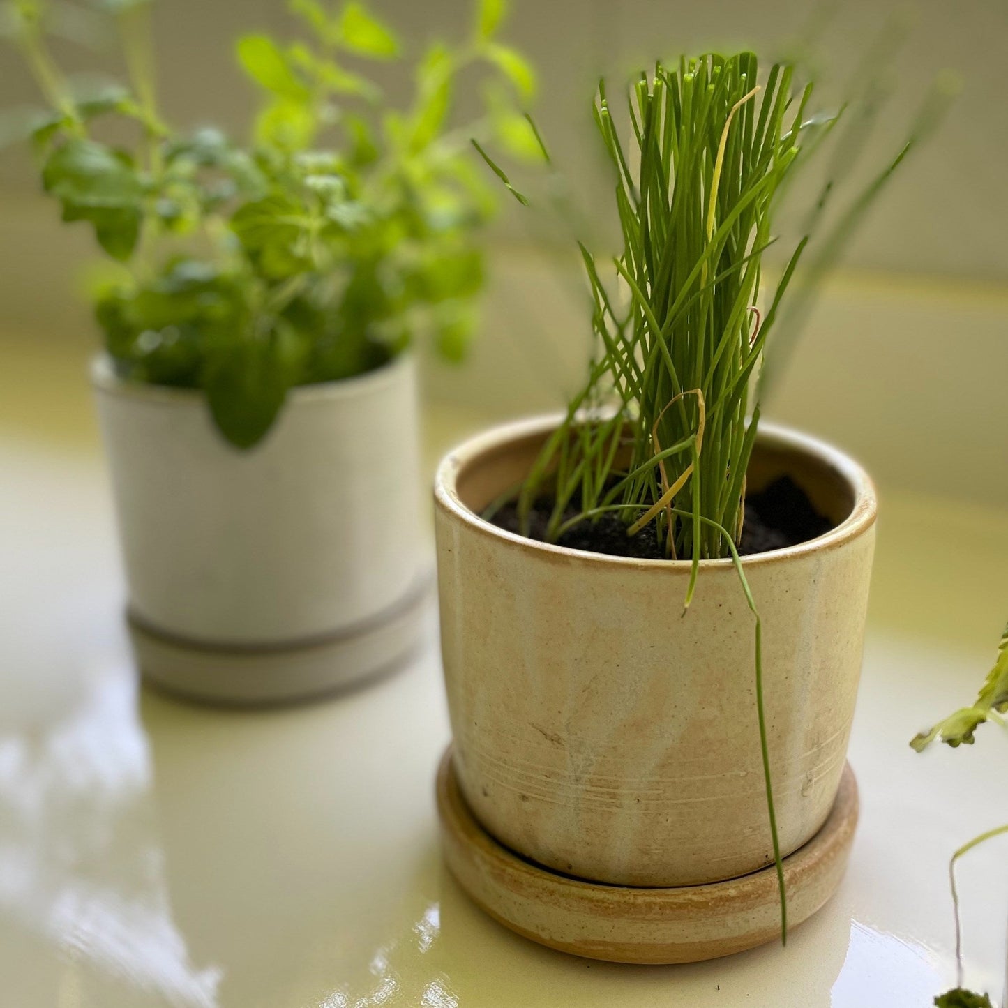 Macetero Para Hierbas BoHo3#Blanco