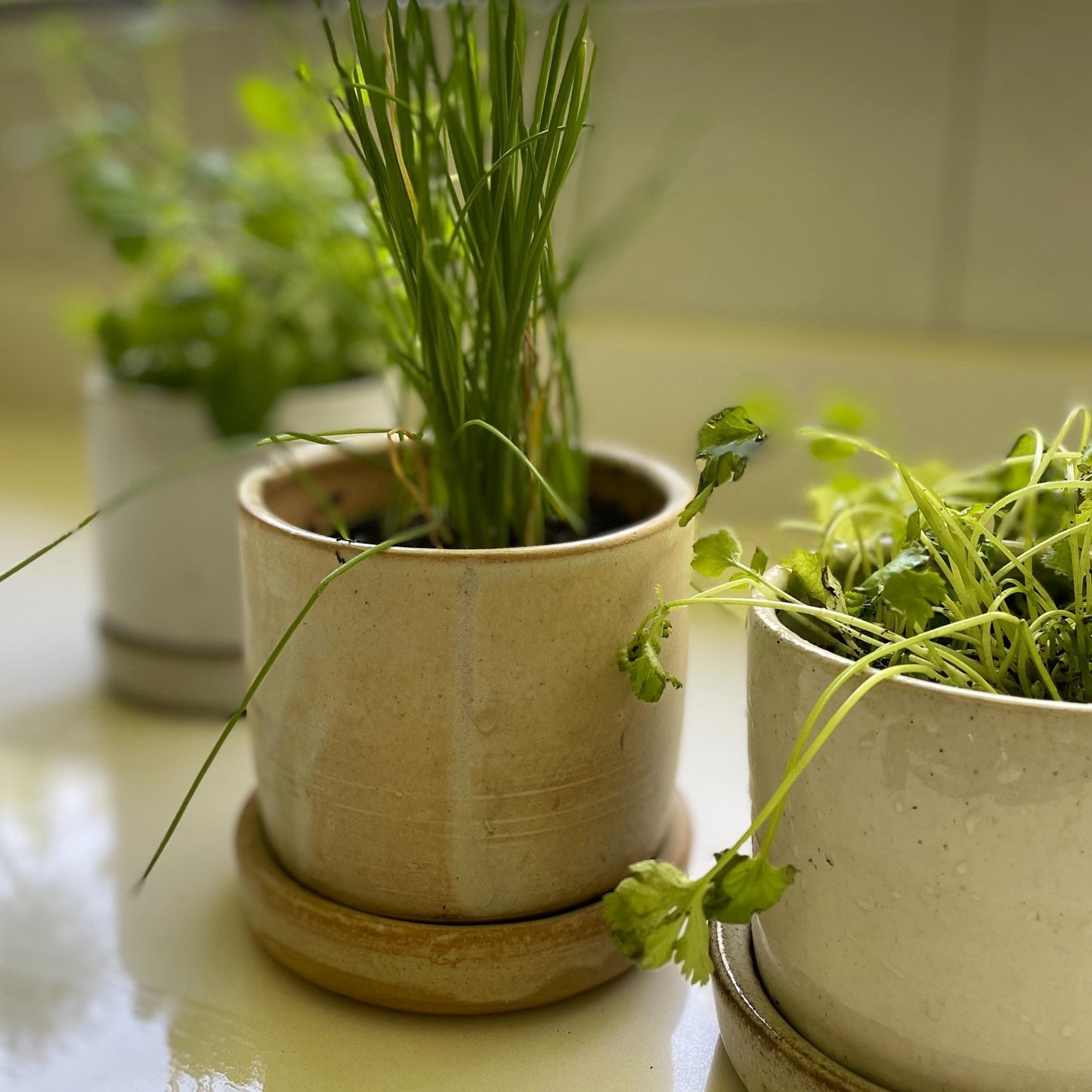 Macetero Para Hierbas BoHo6#Blanco